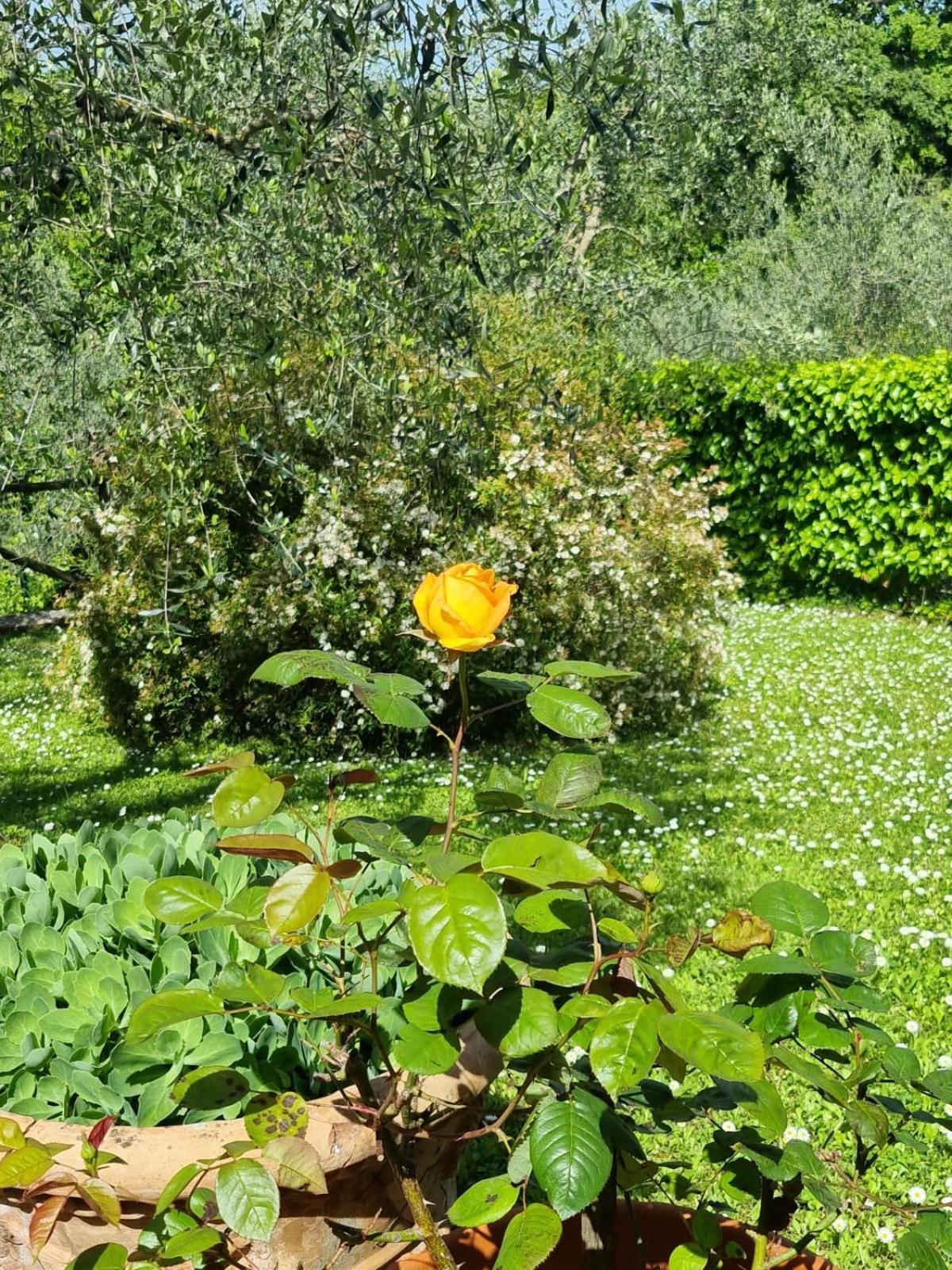 Dimora Nel Chianti Guest House San Sano Екстериор снимка